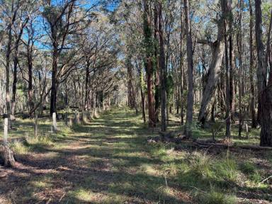 Residential Block For Sale - QLD - Eukey - 4380 - Prime grazing country Stanthorpe  (Image 2)