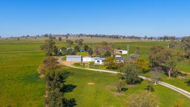 Lifestyle Auction - NSW - Tamworth - 2340 - WELL DEVELOPED, SUPER PRODUCTIVE LIFESTYLE HOLDING  (Image 2)