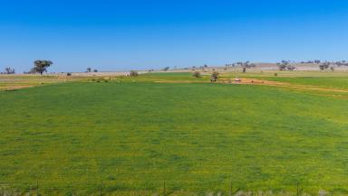 Lifestyle Auction - NSW - Tamworth - 2340 - WELL DEVELOPED, SUPER PRODUCTIVE LIFESTYLE HOLDING  (Image 2)