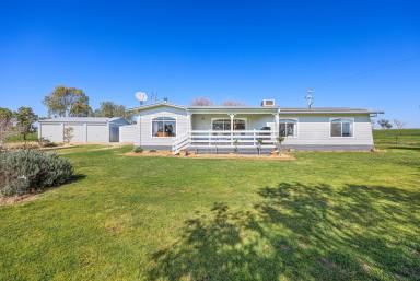 Lifestyle Auction - NSW - Tamworth - 2340 - WELL DEVELOPED, SUPER PRODUCTIVE LIFESTYLE HOLDING  (Image 2)