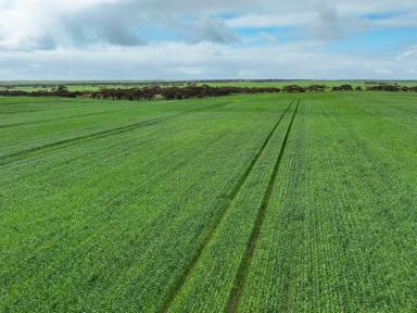 Cropping For Sale - VIC - Panitya - 3512 - PRIME CROPPING PARCELS IN HIGHLY REGARDED VICTORIAN MALLEE REGION  (Image 2)