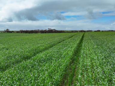 Cropping For Sale - VIC - Panitya - 3512 - PRIME CROPPING PARCELS IN HIGHLY REGARDED VICTORIAN MALLEE REGION  (Image 2)