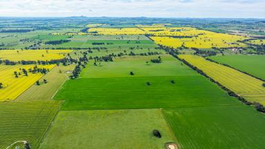 Mixed Farming For Sale - NSW - Henty - 2658 - GENUINE MIXED FARMING COUNTRY WITH SCOPE  (Image 2)