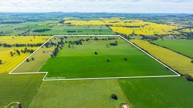 Mixed Farming For Sale - NSW - Henty - 2658 - GENUINE MIXED FARMING COUNTRY WITH SCOPE  (Image 2)