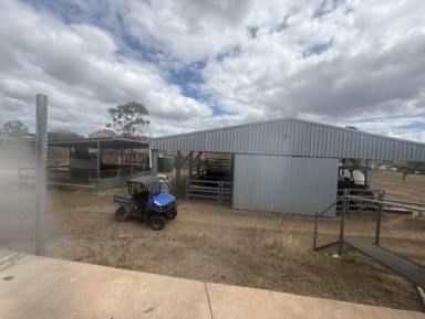 Lifestyle For Sale - QLD - Kabra - 4702 - Attention horse enthusiast  (Image 2)