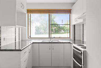 House For Lease - QLD - Kingsthorpe - 4400 - Neat and Tidy with Huge Backyard! (Image 2)