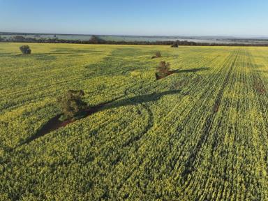 Cropping For Sale - NSW - Lake Cargelligo - 2672 - Affordable Lake Cargelligo Cropping Property  (Image 2)