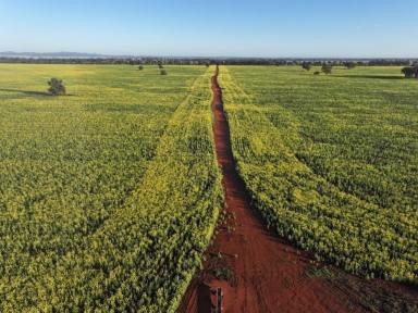 Cropping For Sale - NSW - Lake Cargelligo - 2672 - Affordable Lake Cargelligo Cropping Property  (Image 2)