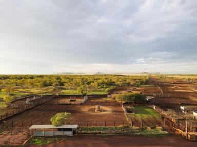 Livestock For Sale - NT - Buchanan - 0852 - LIMBUNYA STATION | VICTORIA RIVER DISTRICT, NT  (Image 2)