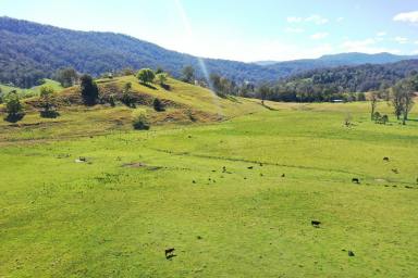 Lifestyle For Sale - NSW - Kyogle - 2474 - BUY 3 IN 1 - COLLINS CREEK  (Image 2)