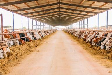 Livestock For Sale - NT - Birdum - 0852 - MARYFIELD STATION | LARRIMAH REGION, BIRDUM, NT  (Image 2)