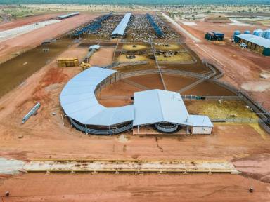 Livestock For Sale - NT - Birdum - 0852 - MARYFIELD STATION | LARRIMAH REGION, BIRDUM, NT  (Image 2)