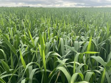 Mixed Farming For Sale - SA - Peake - 5301 - CROPPING & LIVESTOCK PROPERTY - IDEAL ADD-ON PARCEL OR STARTER BLOCK (Image 2)