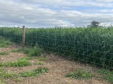 Mixed Farming For Sale - SA - Peake - 5301 - CROPPING & LIVESTOCK PROPERTY - IDEAL ADD-ON PARCEL OR STARTER BLOCK (Image 2)