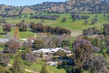Livestock For Sale - NSW - Bowna - 2644 - BLUE RIBBON HOLDING, SHAPED OVER TWO DECADES  (Image 2)