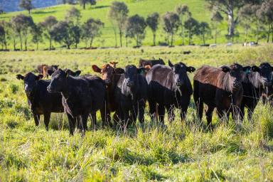 Livestock For Sale - NSW - Bowna - 2644 - BLUE RIBBON HOLDING, SHAPED OVER TWO DECADES  (Image 2)