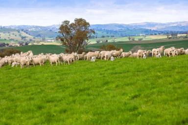 Mixed Farming For Sale - NSW - Harden - 2587 - 710* ACRES - PRIME HARDEN–JUGIONG MIXED FARMING HOLDING (Image 2)
