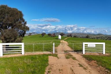 Mixed Farming For Sale - NSW - Harden - 2587 - 710* ACRES - PRIME HARDEN–JUGIONG MIXED FARMING HOLDING (Image 2)