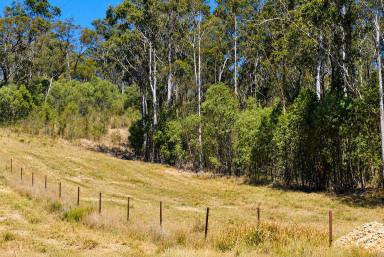 Lifestyle For Sale - NSW - Drake - 2469 - MAD MORGANS HIDEOUT  (Image 2)