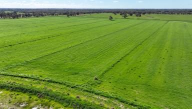 Mixed Farming For Sale - NSW - Barham - 2732 - ICONIC SOUTHERN RIVERINA GRAZING & CROPPING PROPERTY (Image 2)