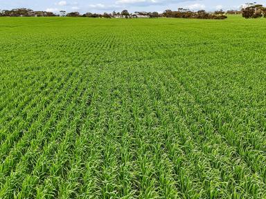 Mixed Farming For Sale - SA - Coonalpyn - 5265 - COONALPYN PROPERTY AGGREGATION - PRIME CROPPING WITH LUCERNE GRAZING (Image 2)