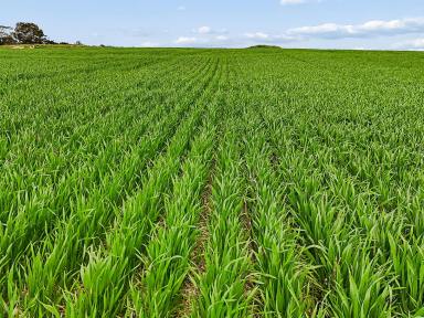 Mixed Farming For Sale - SA - Coonalpyn - 5265 - COONALPYN PROPERTY AGGREGATION - PRIME CROPPING WITH LUCERNE GRAZING (Image 2)