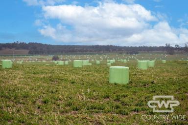 Mixed Farming For Sale - NSW - Glen Innes - 2370 - 'Plain View South'  (Image 2)