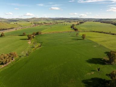 Livestock Auction - NSW - South Gundagai - 2722 - Bidgee Flats - Production – Perfection – Performance  (Image 2)