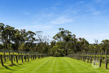 Acreage/Semi-rural For Sale - VIC - Bittern - 3918 - Bittern Estate – A Rare Mornington Peninsula Vineyard Opportunity  (Image 2)