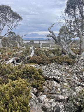 Residential Block For Sale - TAS - Miena - 7030 - Your High Country Escape Awaits  (Image 2)