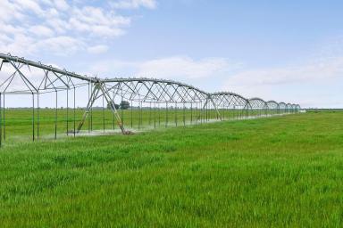 Cropping For Sale - VIC - Murrabit - 3579 - LARGE-SCALE IRRIGATED CROPPING PORTFOLIO  (Image 2)