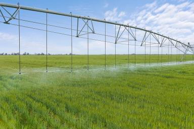 Cropping For Sale - VIC - Murrabit - 3579 - LARGE-SCALE IRRIGATED CROPPING PORTFOLIO  (Image 2)