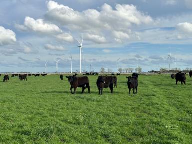 Mixed Farming For Sale - VIC - Kolora - 3265 - Conheady's | Kolora VIC  (Image 2)