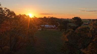 Other (Rural) For Sale - NSW - Moree - 2400 - 'Jallaroo' - A Rare Opportunity on 55.67ha  (Image 2)