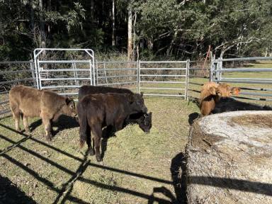 Residential Block For Sale - NSW - Kangaroo Valley - 2577 - Land for Sale Kangaroo valley NSW  (Image 2)