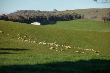 Mixed Farming For Sale - NSW - Tooma - 2642 - HIGH PRODUCTION | UPPER MURRAY  (Image 2)