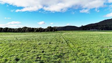 Lifestyle For Sale - TAS - Sheffield - 7306 - Picturesque Productive Lifestyle Acreage on Sheffield Fringe  (Image 2)