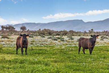 Other (Rural) For Sale - SA - Parachilna - 5730 - Commodore Station (Image 2)