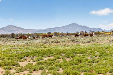 Other (Rural) For Sale - SA - Parachilna - 5730 - Commodore Station (Image 2)