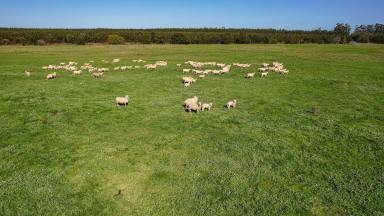 Livestock For Sale - VIC - Heywood - 3304 - RARE SIZED RESPONSIVE OUTPADDOCK  (Image 2)