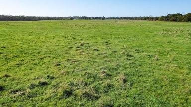 Livestock For Sale - VIC - Heywood - 3304 - RARE SIZED RESPONSIVE OUTPADDOCK  (Image 2)