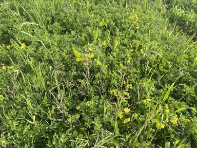 Mixed Farming For Sale - SA - Karoonda - 5307 - Versatile Property, Cropping or Livestock Conveniently located  (Image 2)