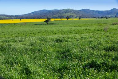 Mixed Farming For Sale - NSW - Nangus - 2722 - RIVENDELL (Image 2)