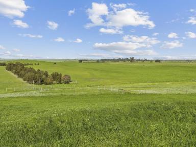 Livestock For Sale - VIC - Cundare - 3251 - VERSATILE BEEAC / CUNDARE DISTRICT FARMING PROPERTY (Image 2)