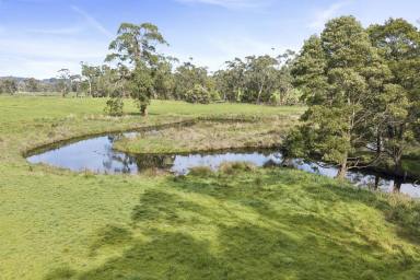 Other (Rural) For Sale - VIC - Scotts Creek - 3267 - STUNNING TIMBOON-SCOTTS CREEK CAMPING ACREAGE (Image 2)