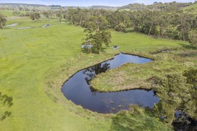 Other (Rural) For Sale - VIC - Scotts Creek - 3267 - STUNNING TIMBOON-SCOTTS CREEK CAMPING ACREAGE (Image 2)