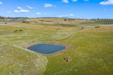 Cropping Auction - NSW - Goulburn - 2580 - 11.65ha of Rural Opportunity - Transition Zoned Goulburn  (Image 2)