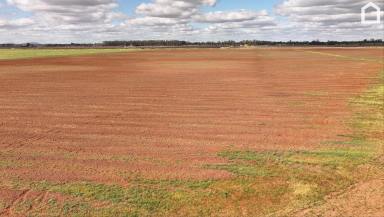 Horticulture For Sale - NSW - Hanwood - 2680 - FERTILE SOILS WITH IRRIGATION/ PUMPING STATION (Image 2)