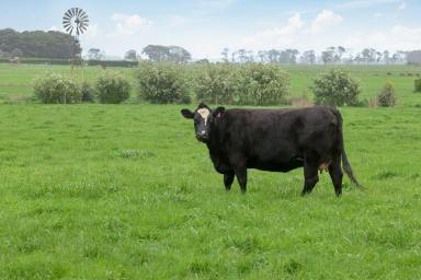Livestock For Sale - VIC - Purnim - 3278 - The Perfect Outpaddock – 17km Warrnambool  (Image 2)