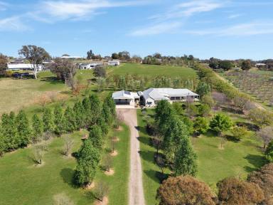 House For Sale - NSW - Young - 2594 - Exceptional Lifestyle Living on 5.2 Acres  (Image 2)